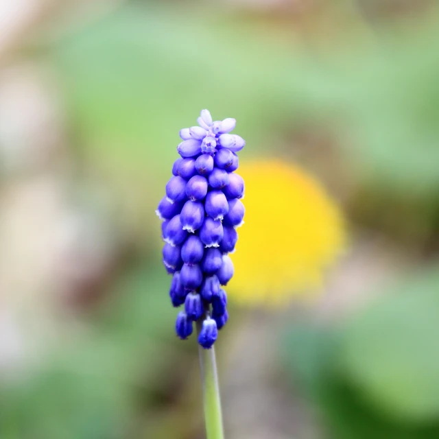 a purple flower with large, unfurled purple centers