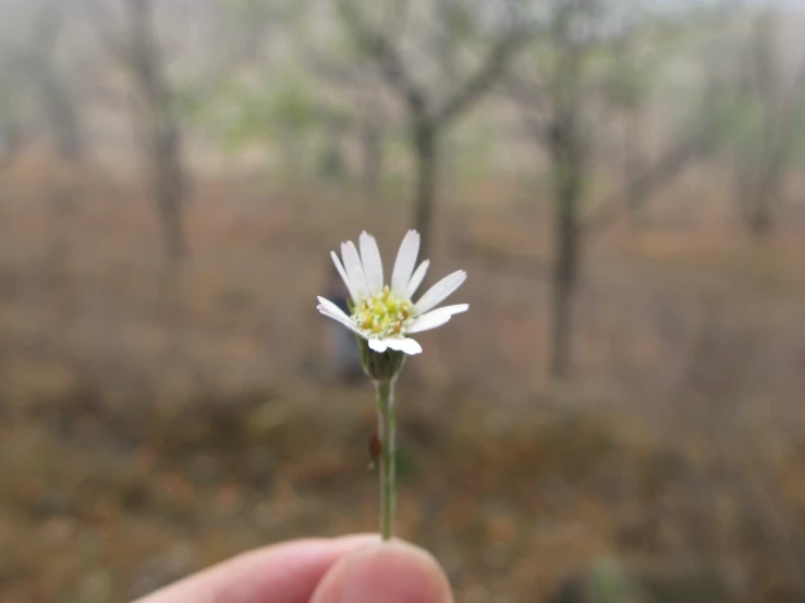 there is a small white flower that is growing from the ground