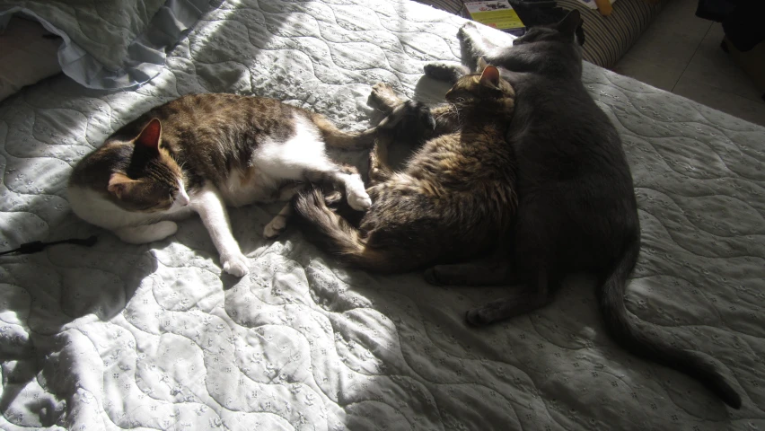 two cats are playing on an unmade bed