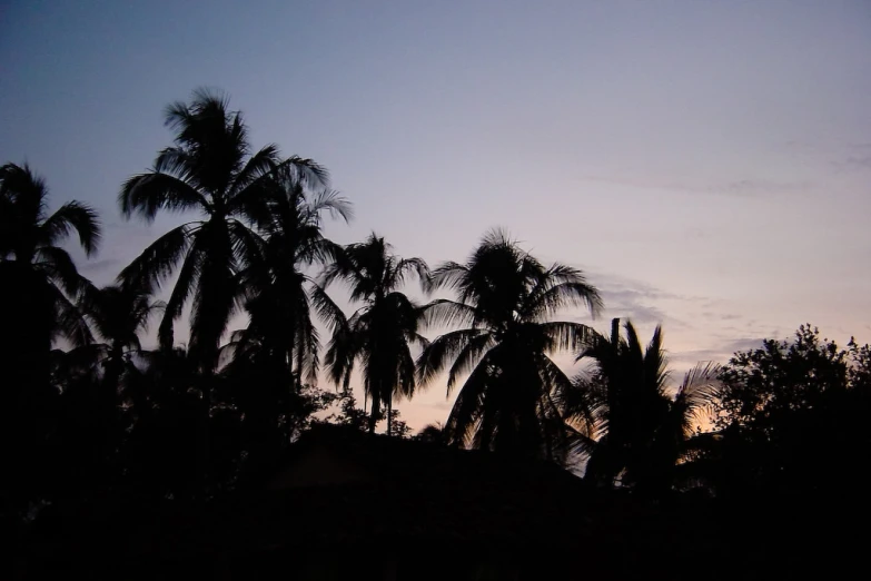 silhouette of palm trees against a purple sky