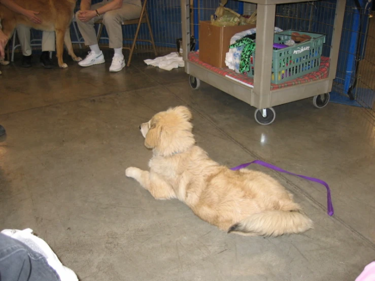 dog lying on the floor while other people sit behind it