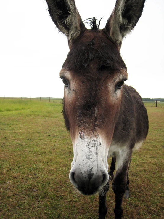 a brown and white donkey with a bushy head