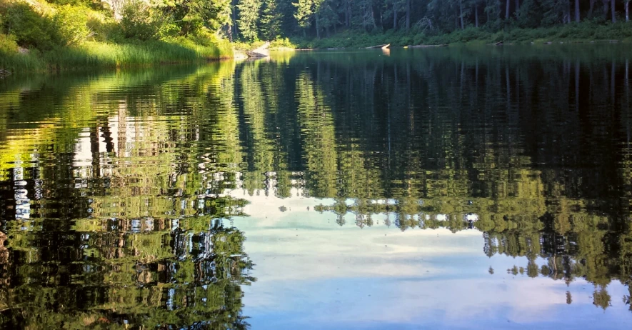 trees line the shore of a river surrounded by grass