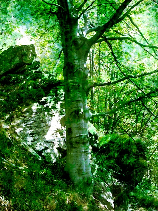 a small bench underneath a tree in the woods