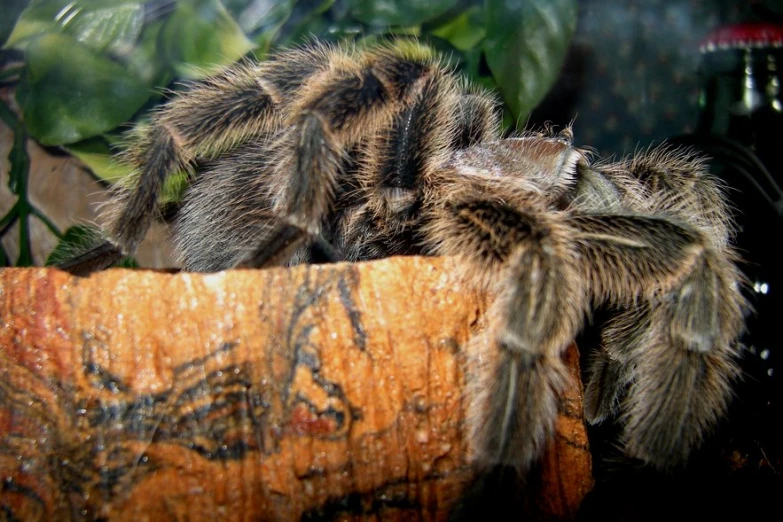 a tarant crawling on top of a tree stump