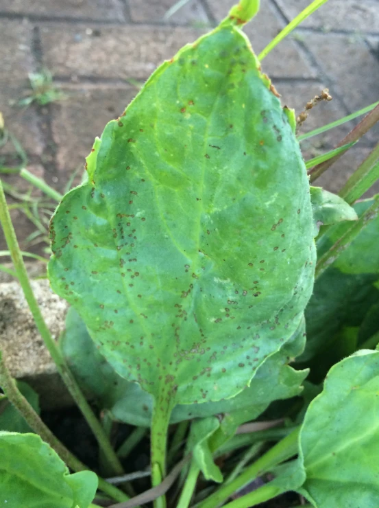 the green leaves of a plant that have tiny brown spots