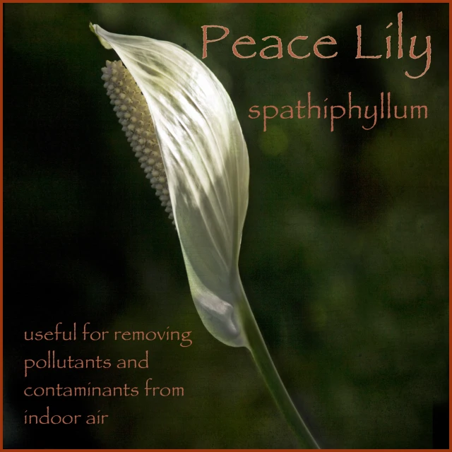 the peace lily poem in white and orange is in color