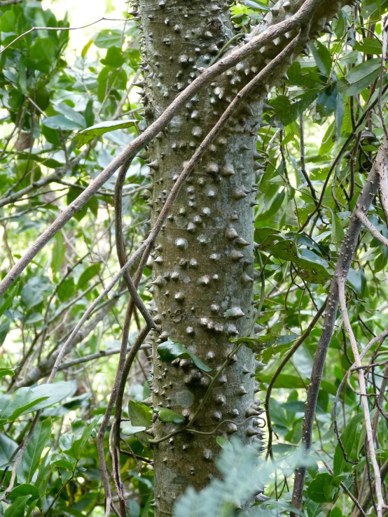 the trunk and upper nches of a tree covered in water droplets