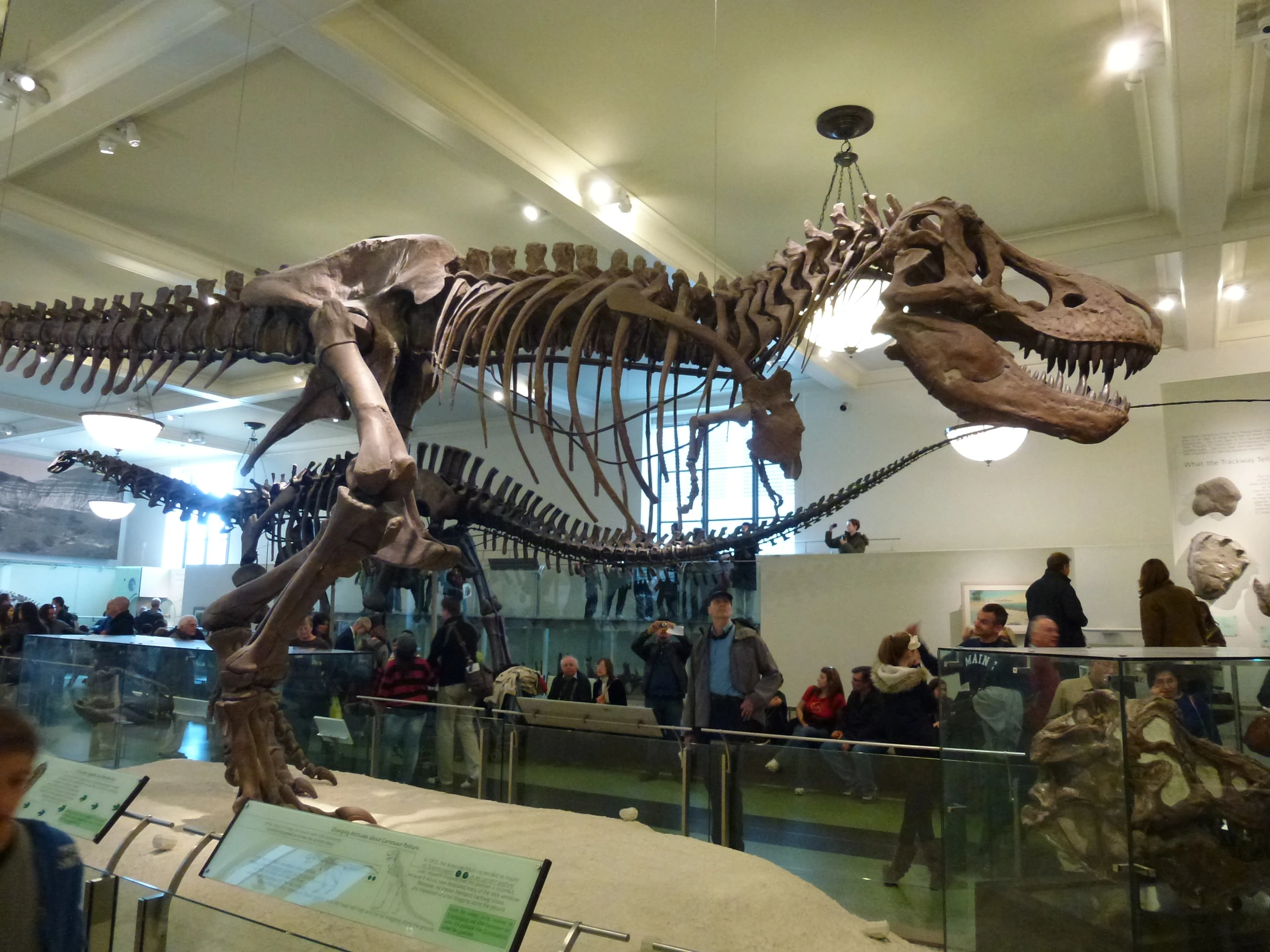 a group of people are looking at dinosaur skeleton