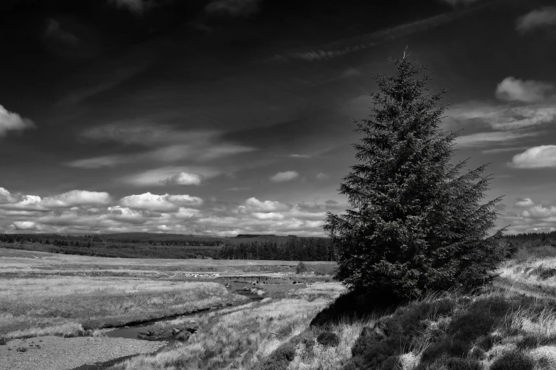 a black and white image of a tree in the distance