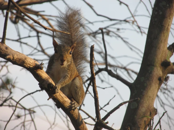 a squirrel that is sitting on a nch