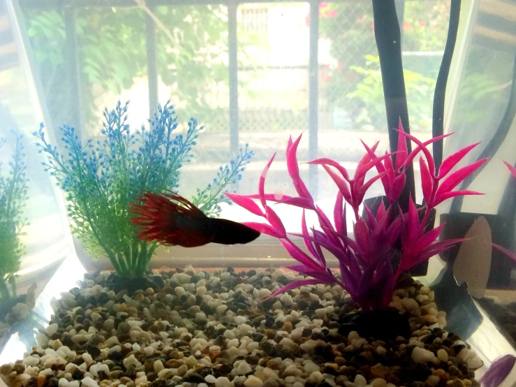 a fish sitting inside of an aquarium next to some plants