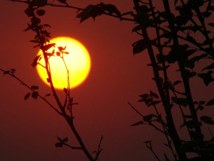 sun shining behind the trees during the day