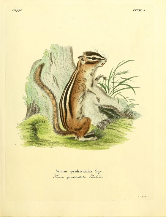 an illustration of a chipmun on some grass