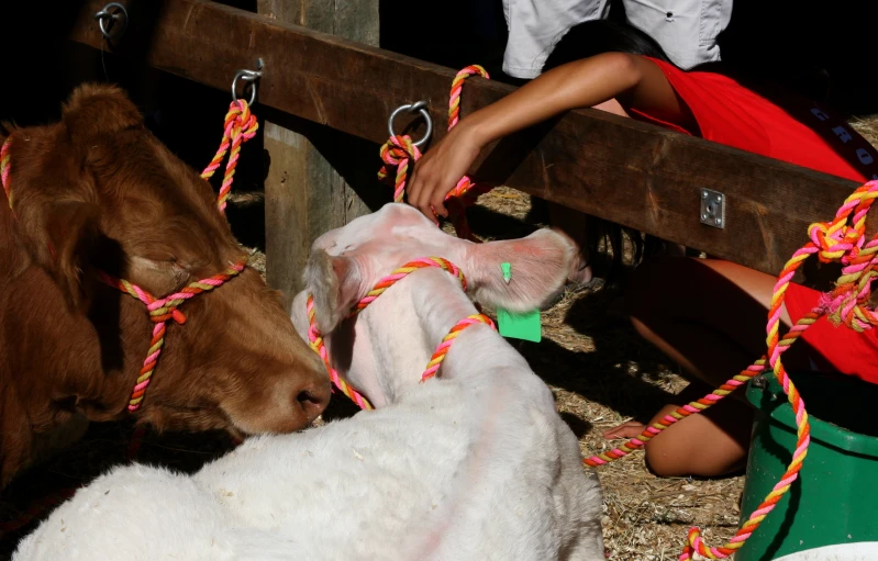 two lambs and one calf with their noses on them