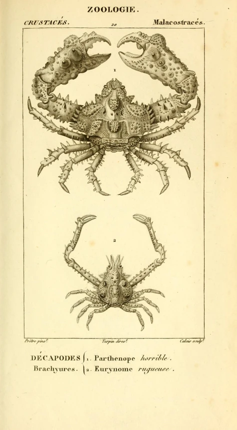 an old book has a picture of a crab