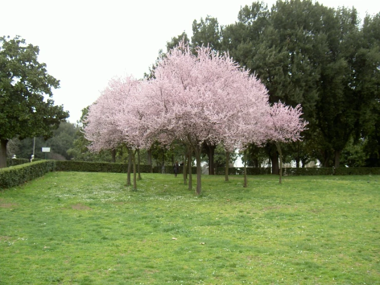 a group of trees on green grass surrounded by shrubs
