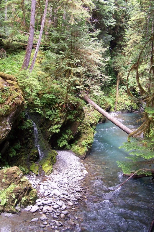 a stream is running between a rocky, lush green hillside and a dense forest