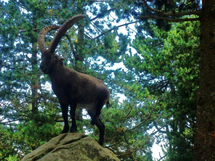 a black goat stands on a rock in a forest