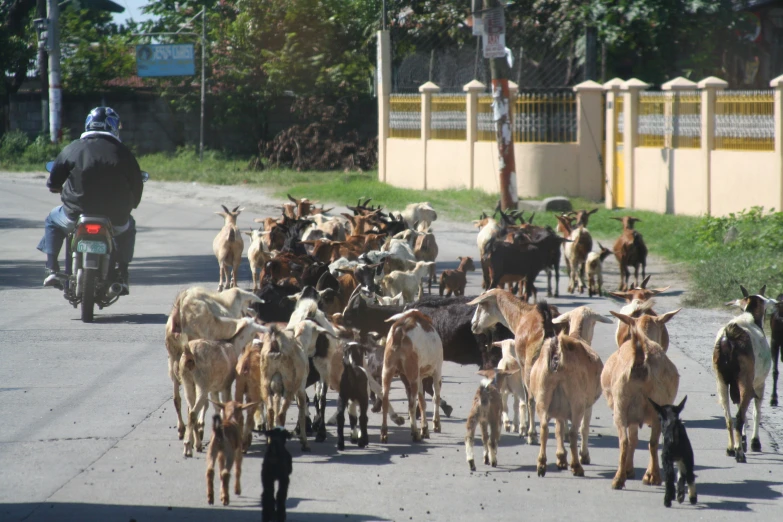 a herd of goats and goats walking down a road