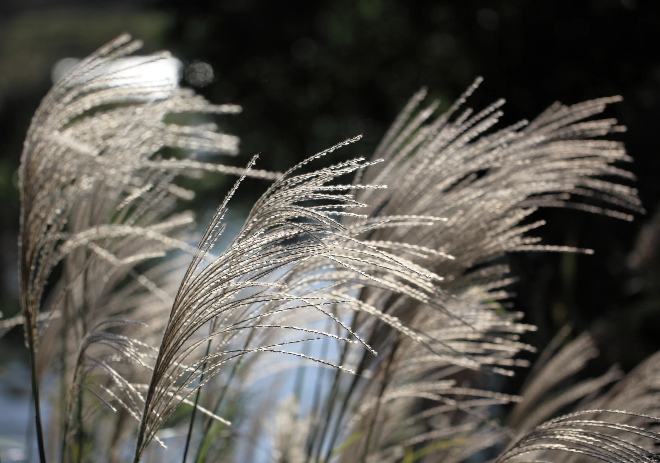 some long grass with leaves are by the water