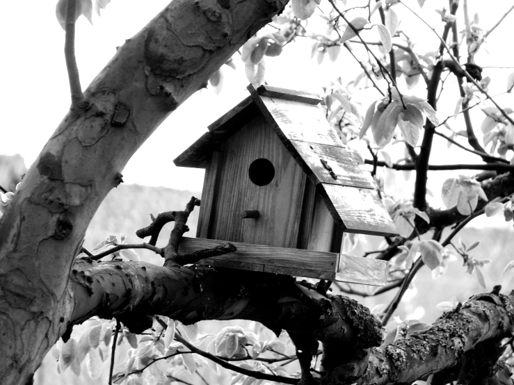 a bird house sitting on top of a tree nch