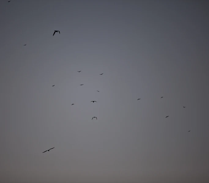 flock of birds flying high above the ground