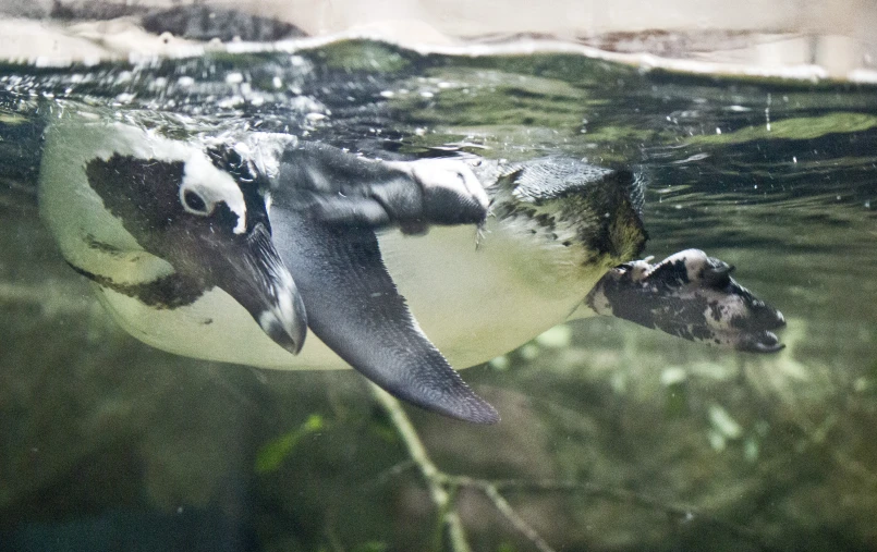 underwater view of an animal swimming on a pond