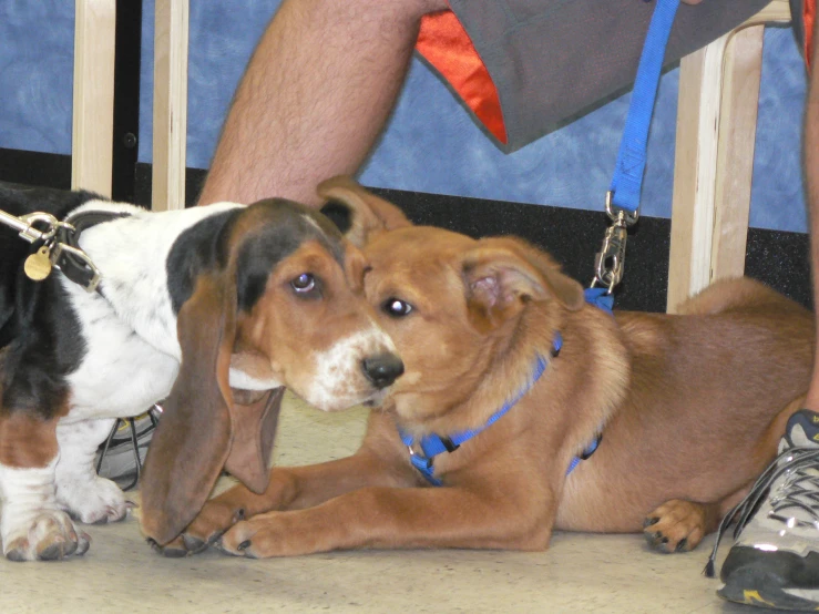 two dogs, one with it's head on another sitting down