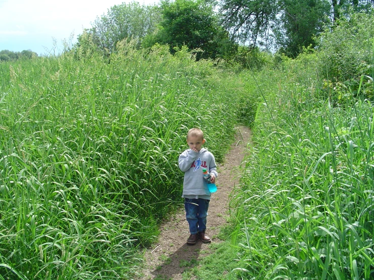 the child is walking along the path in the tall grass