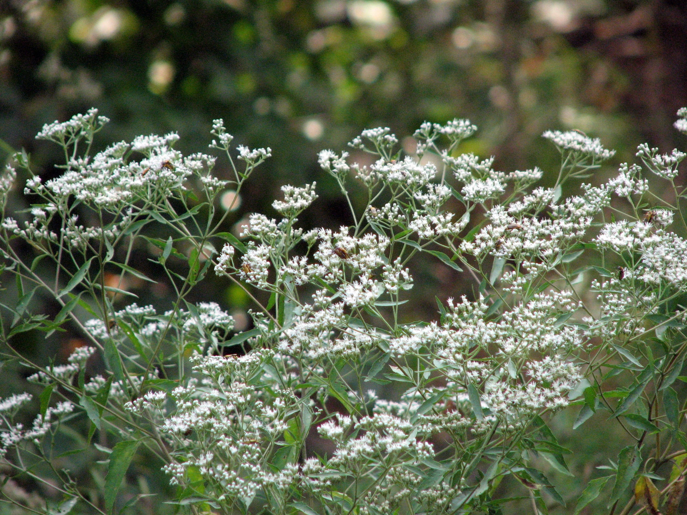 a white flower sits in the middle of tall weeds