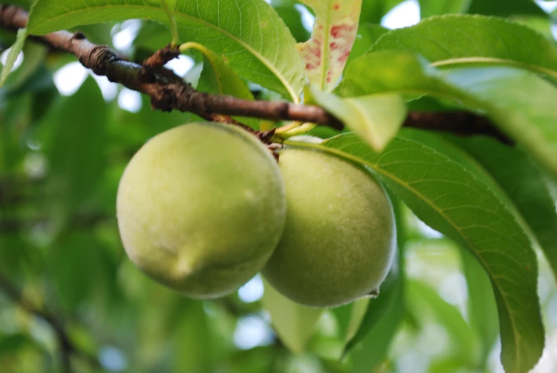 two green mangoes hang from the nch of a tree