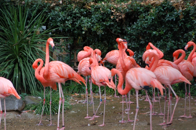 several flamingos standing around each other in front of some bushes