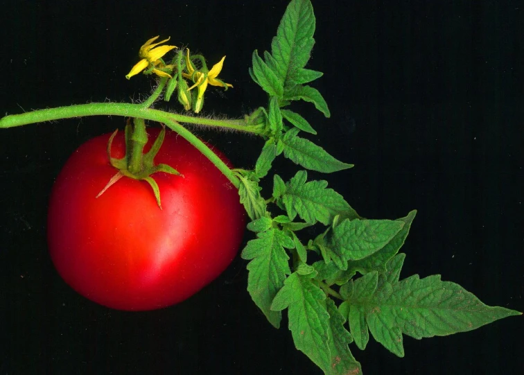 an image of a tomato on the vine that is ripe