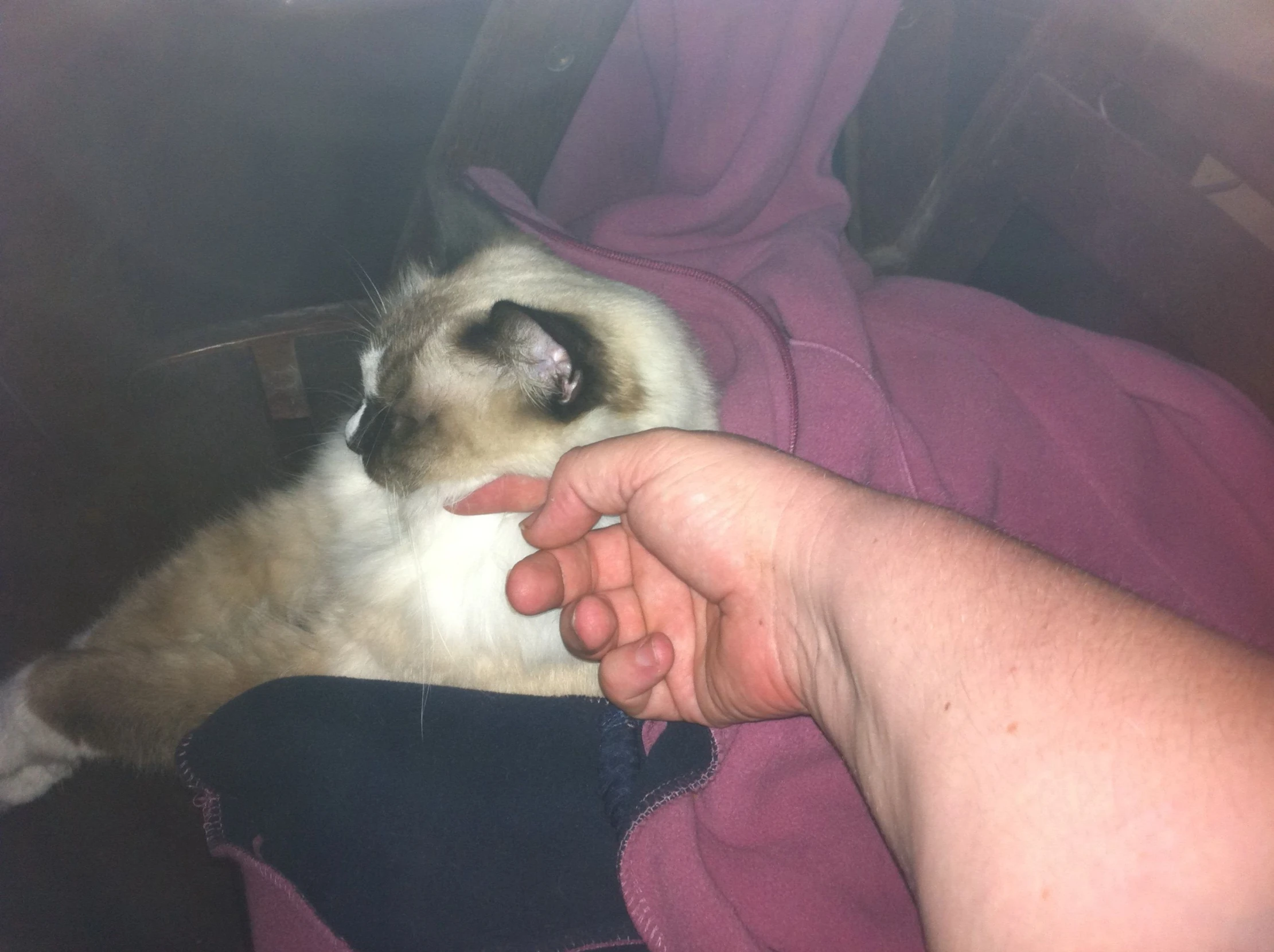 a person pointing their finger towards a cat