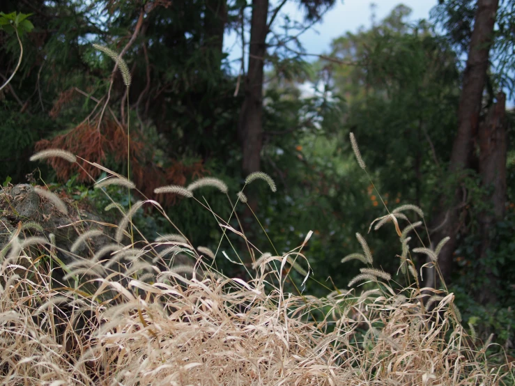 grasses are blowing in the wind by some trees