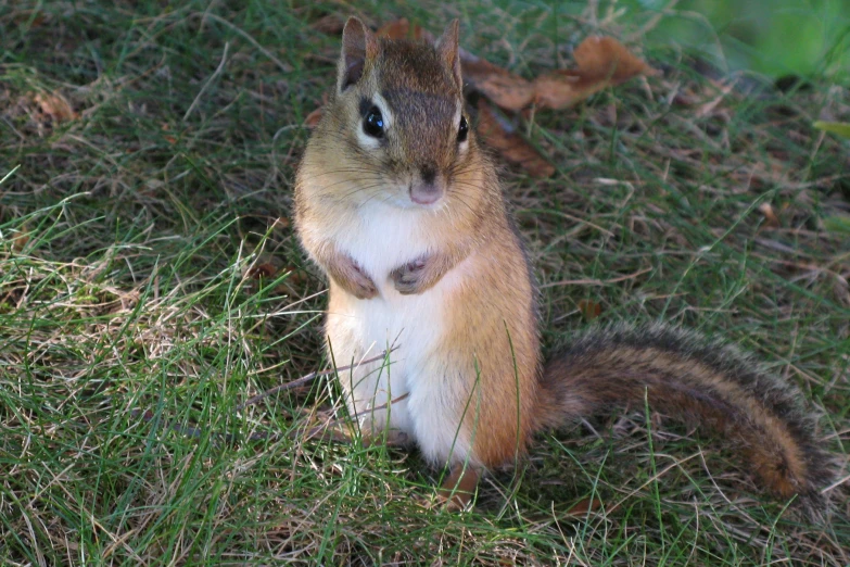 a squirrel is looking on while sitting on the ground