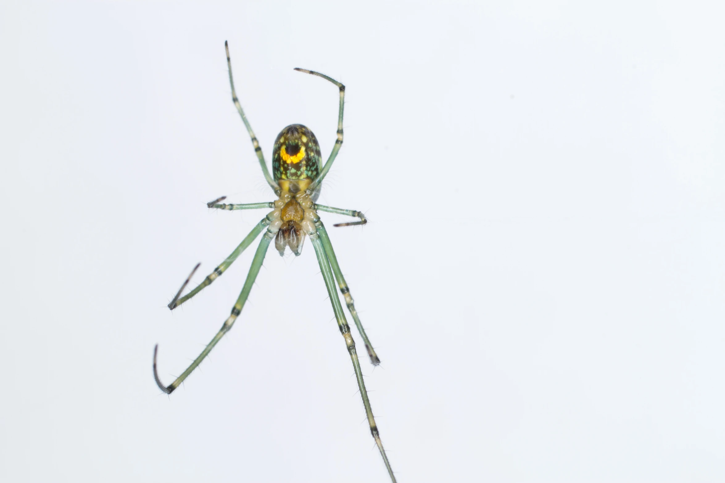 an extreme closeup s of the insect's body and legs