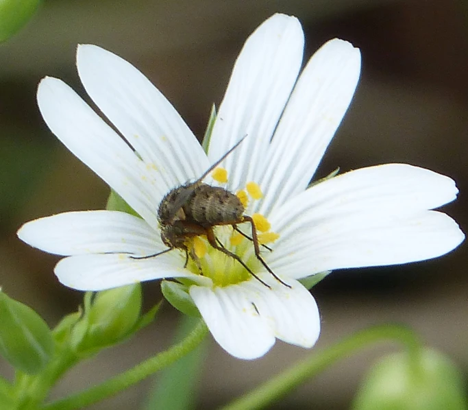 the fly is sitting on top of the small flower