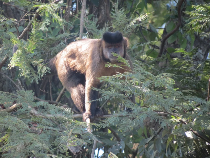 the monkey is climbing a tree and looking for food