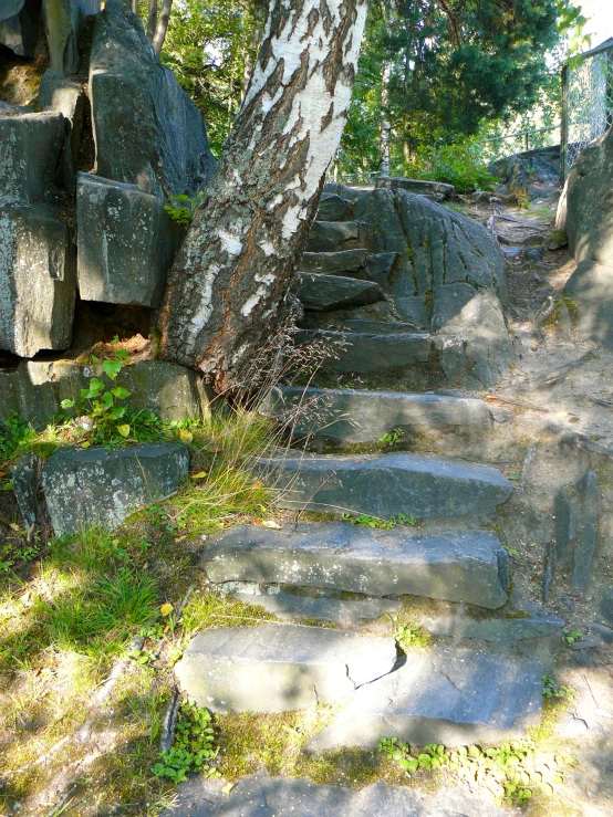 concrete steps leading up to a tree in the woods