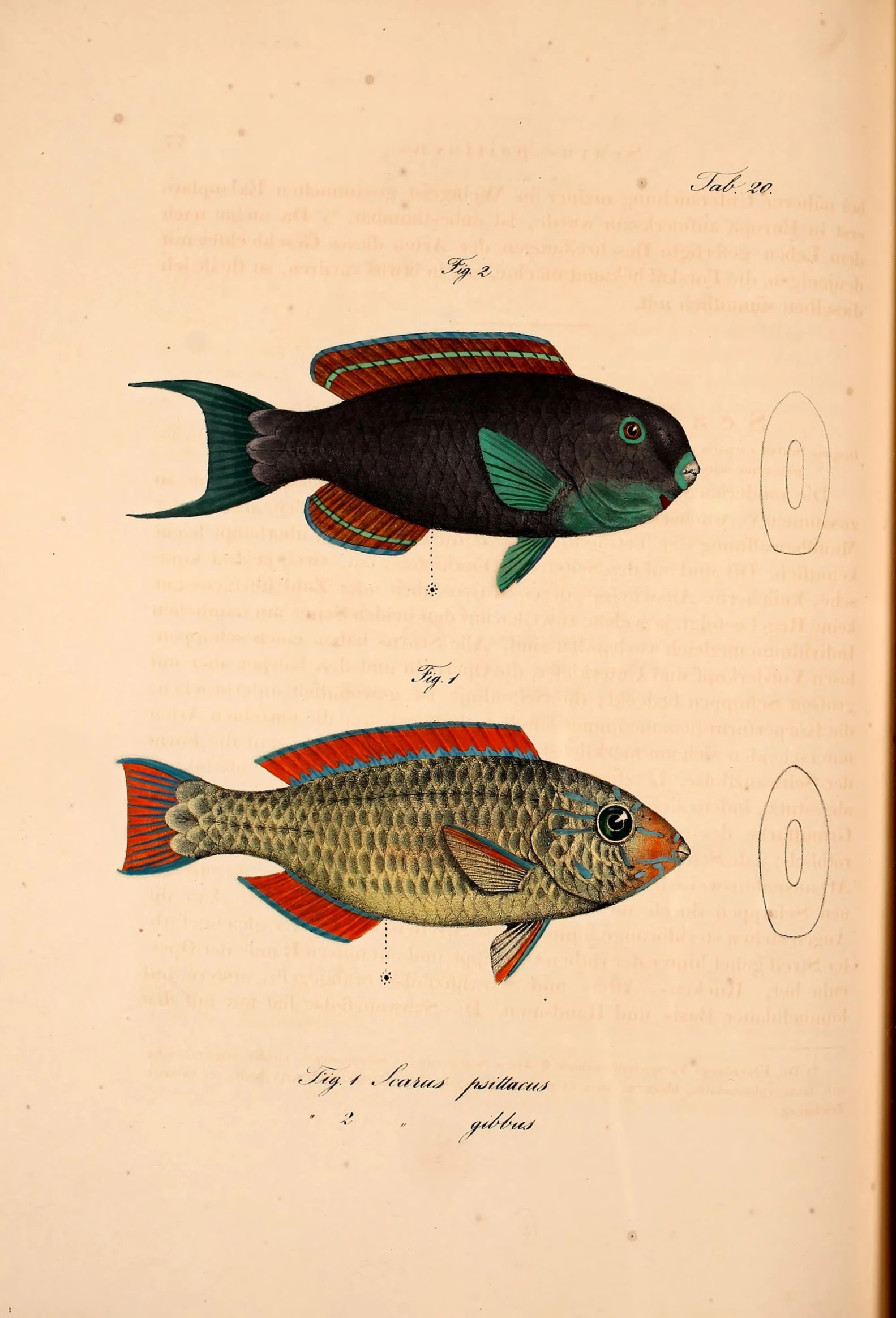 two fishes that have a green and red stripe under their fins