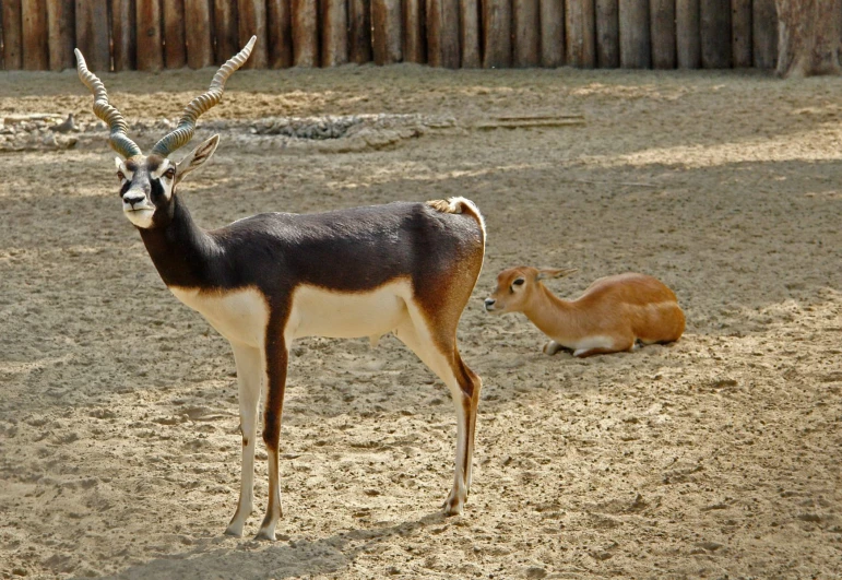 a gazelle and an antelope in their habitat