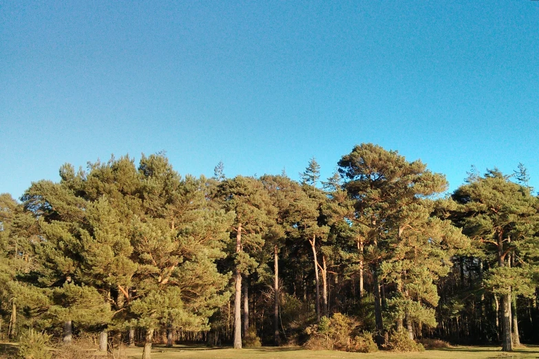 an empty field with trees in the background