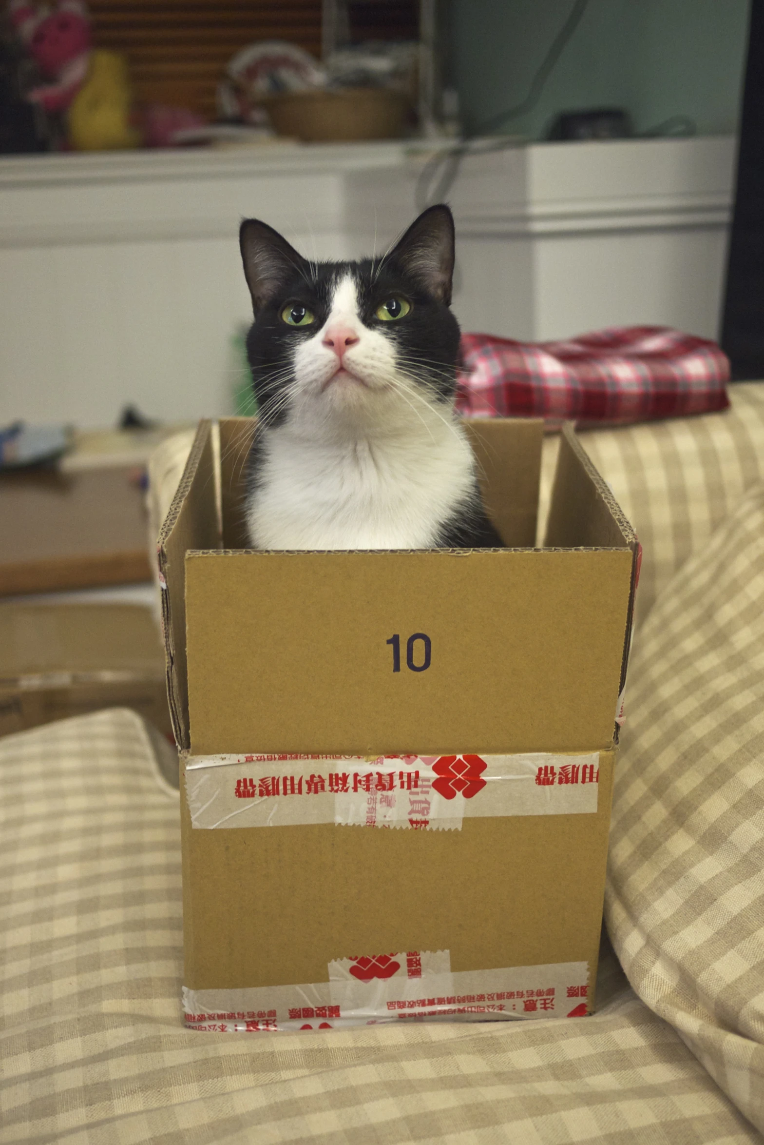 the cat is inside of an empty box