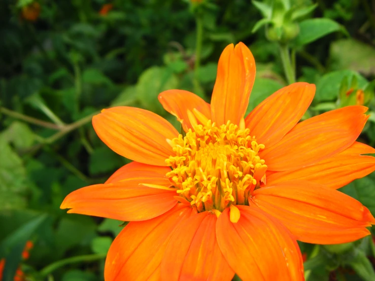 the orange flower is blooming in the field