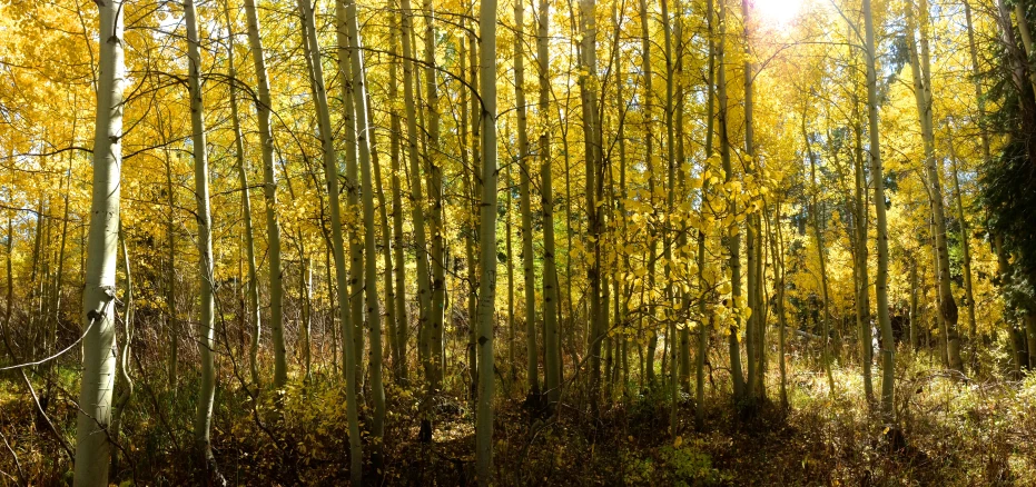 an area with tall trees and yellow leaves