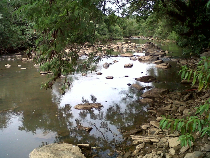 a creek running through a forest filled with trees