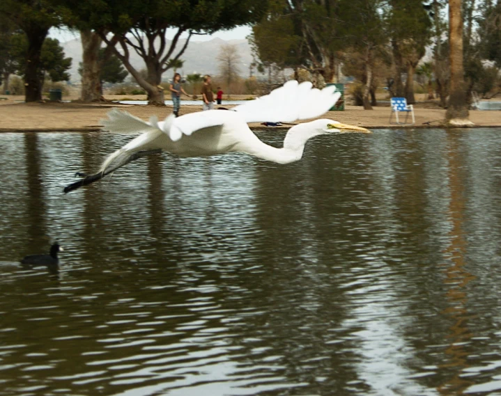 a large white bird flying over a lake