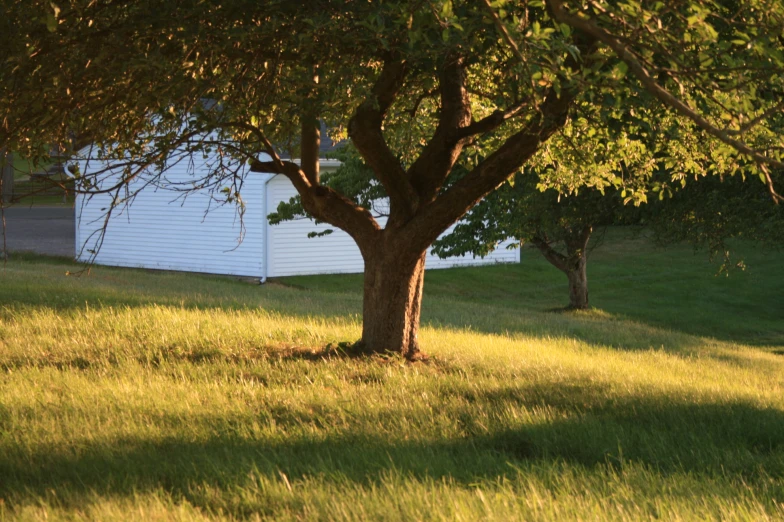 a tree sitting in the middle of some grass near a fence